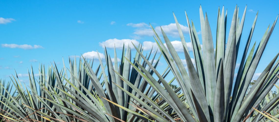 Blue agave plants in Mexico with a beautiful blue sky